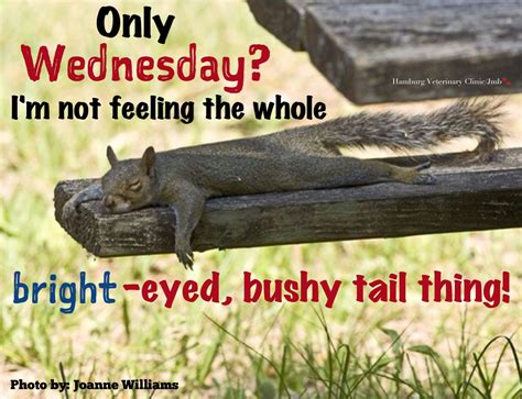 Wednesday humor | Half way through the week | Happy Hump Day | Cute ...