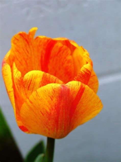 Ieper - orange tulip side | R/DV/RS | Flickr