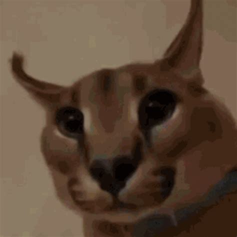 cool gif | Big Floppa | Caracal cat, Cat memes, Russian cat