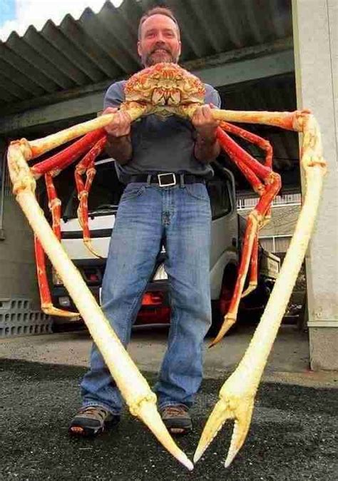 The Giant Spider Crab Of Japan. In the depths of the Pacific Ocean lies… | by The Unexplained ...