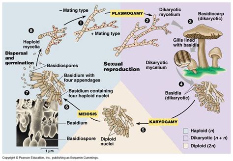 Reproduction of fungi | Fungi reproduction, Life cycles, Kingdom fungi