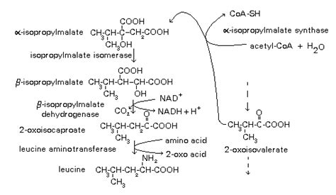 Leucine biosynthesis (www.google.com) | Download Scientific Diagram