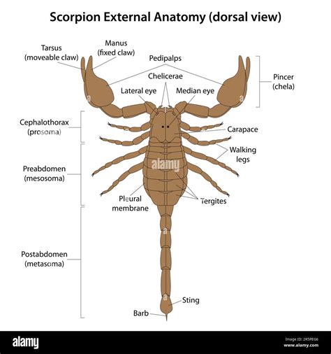 The external anatomy of a scorpion is characterized by a segmented body ...