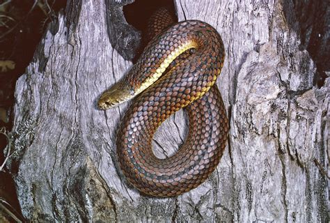 Juvenile Copperhead Snake Identification