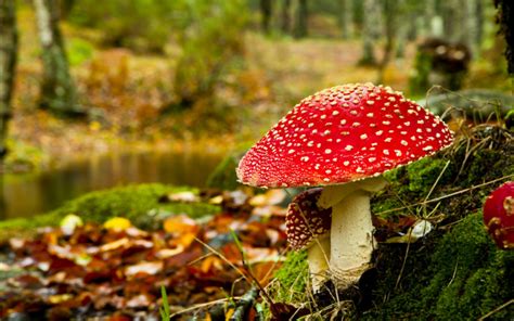 Toadstool - definition and meaning with pictures | Picture Dictionary & Books