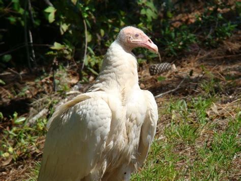 1000+ images about Albino/White Animals on Pinterest