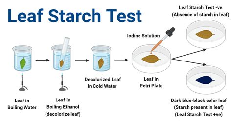 Leaf Starch Test: Principle, Procedure, Results, Uses