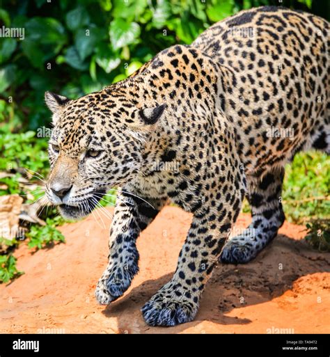 Leopard jaguar animal hunting / beautiful jaguar walking in jungle ...