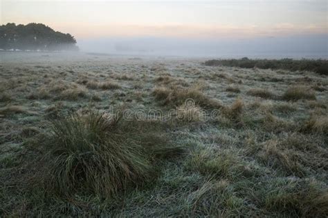 Stunning Foggy Autumn Fall Sunrise Landscape Over Frost Covered Stock Photo - Image of plants ...