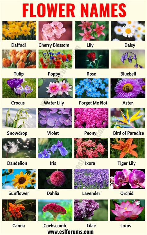 Flower Names: List of 25+ Popular Types of Flowers with the Pictures ...