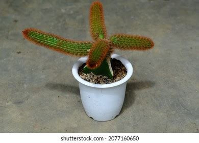 19,532 imágenes de Mini cactus plant - Imágenes, fotos y vectores de stock | Shutterstock