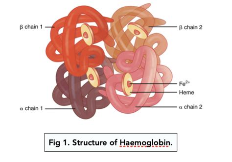 Transport of Oxygen (A-level Biology) - Study Mind