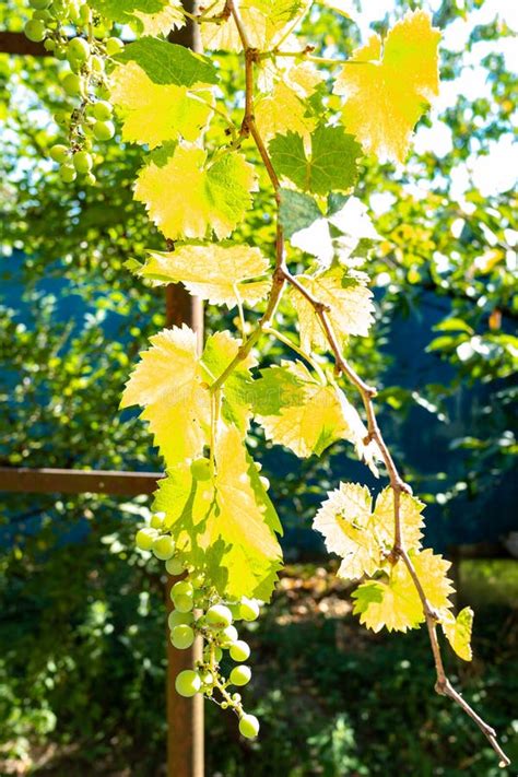 Grape Vine Illuminateted by Sun in Vineyard Stock Photo - Image of ...