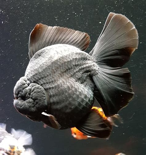 Koi, Goldfish Breeding, Black Goldfish, Oranda Goldfish, Pet Pug, Ocean Creatures, Chicken ...