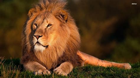 Lion Pictures HD Wallpapers Lion | Animal Photo