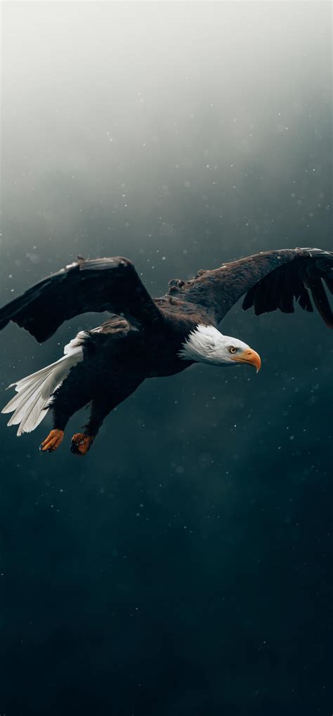 1242x2668 Bald Eagle Flying 4k Iphone XS MAX ,HD 4k Wallpapers,Images ...