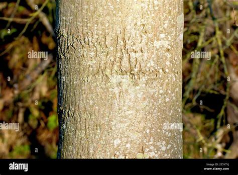 Ash tree bark hi-res stock photography and images - Alamy