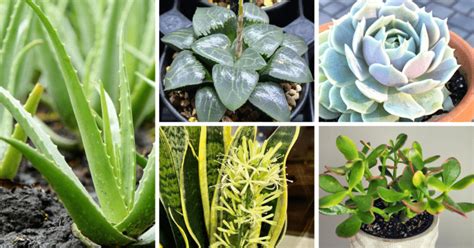 5 Easy to Grow Low Maintenance Succulents - A Guide for Beginners