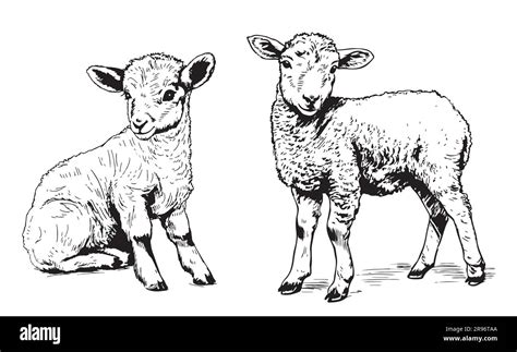 Cute lamb sketch hand drawn in doodle style Farming illustration Stock Vector Image & Art - Alamy