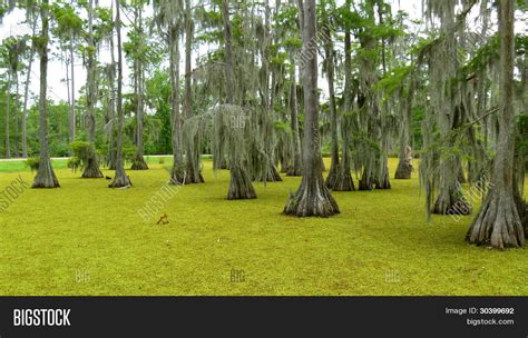 Bald Cypress Trees Louisiana Image & Photo | Bigstock