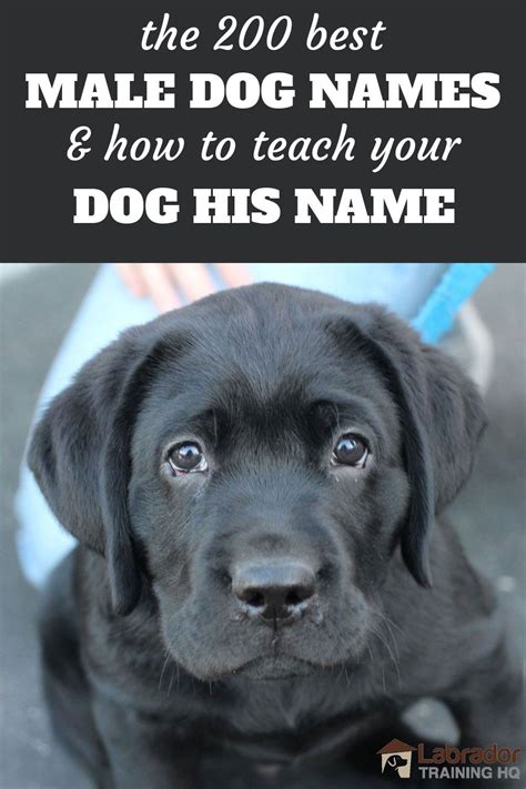 200 Best Male Dog Names And How To Teach Your Dog Their Name | Dog names, Best male dog names ...