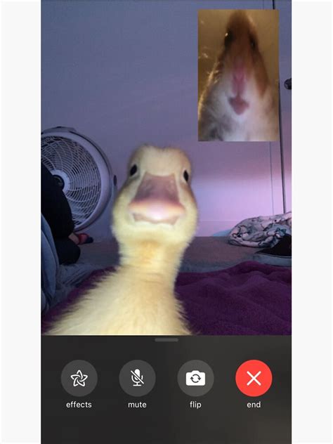 Pegatina «Pato y hámster Facetime meme» de Sheeshy | Redbubble