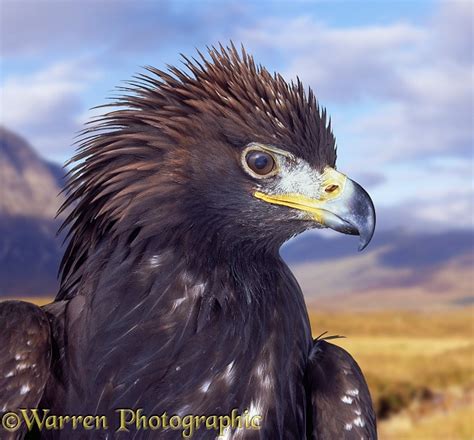 Golden Eagle portrait photo WP06730