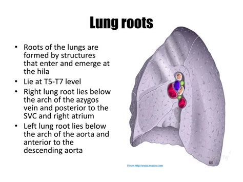 PPT - Lung Anatomy PowerPoint Presentation - ID:1921812