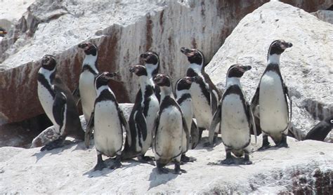 Penguins: Where to see them - Travel Unpacked | Travel Unpacked