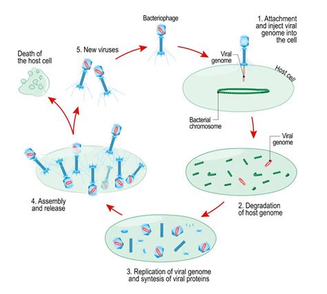 Plaque Formation Bacteriophage at Anthony Molinaro blog