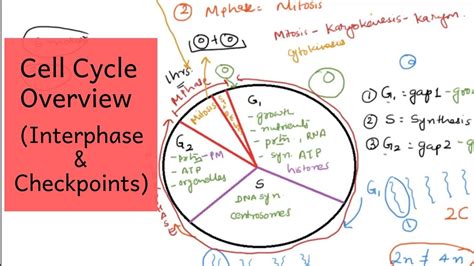 Cell Cycle - Overview (Interphase & Checkpoints), Cell Cycle Part I - YouTube