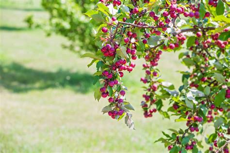 Dwarf Crabapple Tree - Unveil 4 Common Tree Varieties