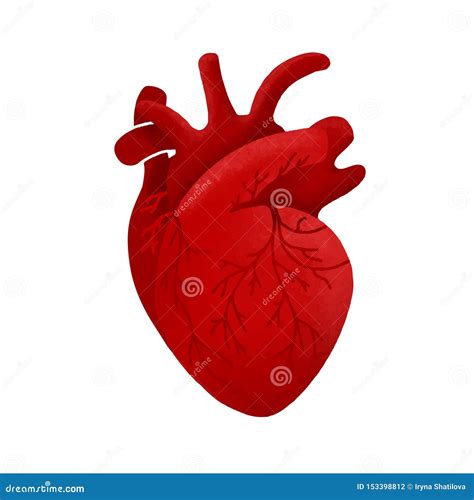 Anatomical Human Heart Cartoon Design. Medical Healthy Template Icon ...