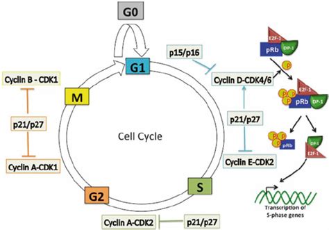 Overview of the eukaryotic cell cycle. The eukaryotic cell cycle... | Download Scientific Diagram