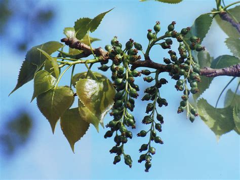 Cottonwood flower buds | South Bend, Indiana | Martha Lee Turner | Flickr