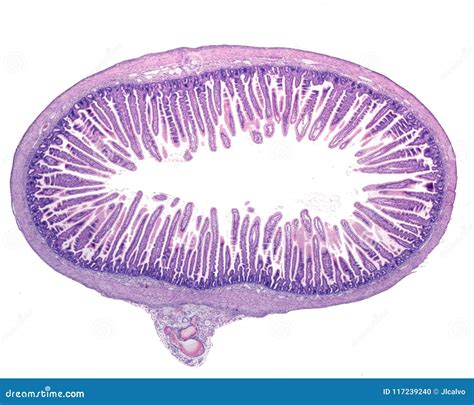 Small Intestine. Intestinal Villi Stock Photo - Image of epithelium, goblet: 117239240