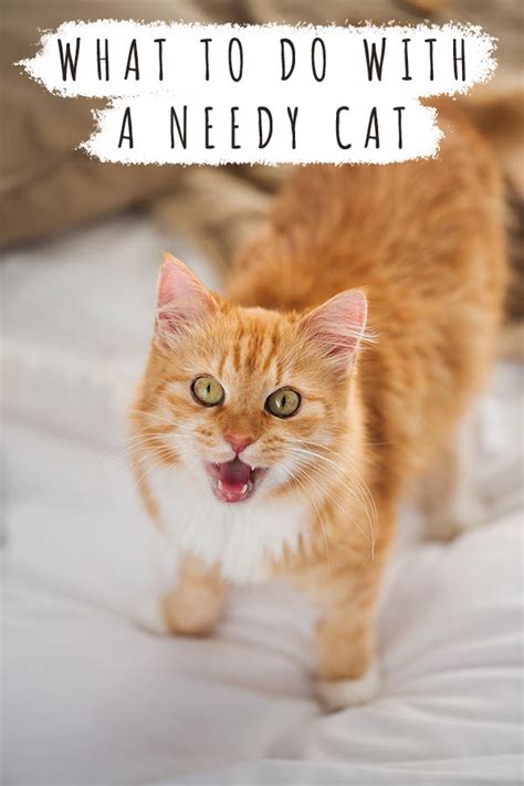 What To To With A Needy Cat - How To Teach Independence