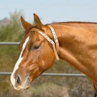 Cribbing Solutions - The Cribbing Horse