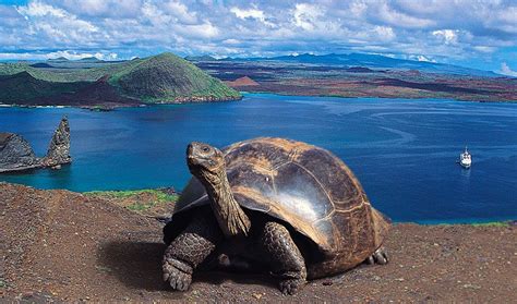 Galápagos Islands, Ecuador. Galápagos tortoise, green sea turtle ...