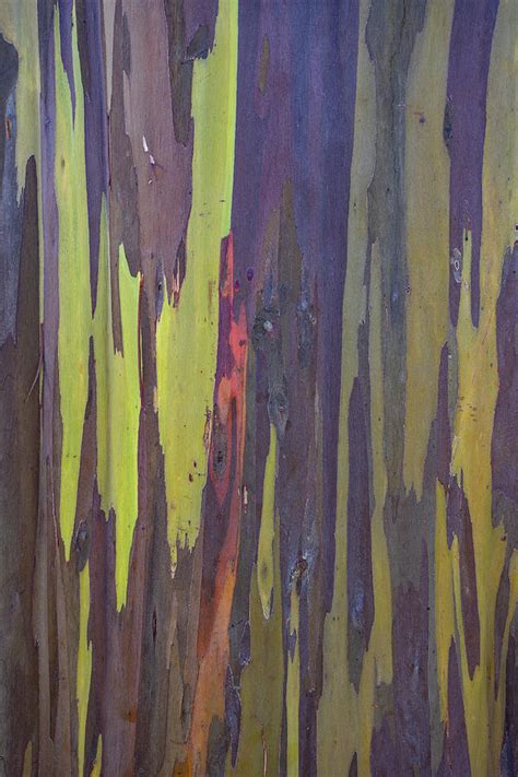 Rainbow Eucalyptus Bark Photograph by Cavan Images - Pixels