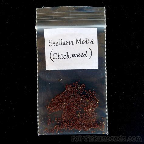 Chickweed Stellaria Media Seeds | Fair Dinkum Seeds