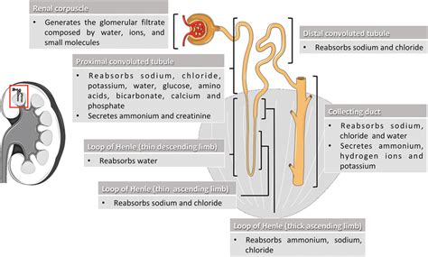 Name the parts of the nephron