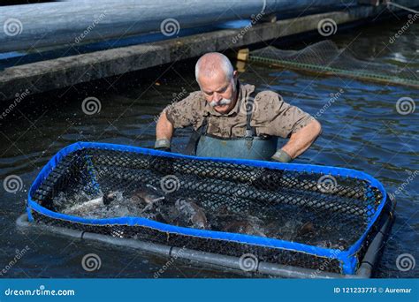 Fisherman working in farm stock image. Image of fish - 121233775