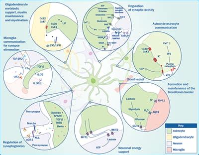 Astrocytes: Diversity in type and function: Novus Biologicals