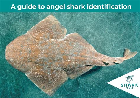 Smoothback Angelshark