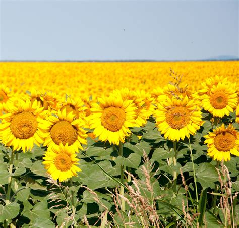 #Sunflowers, Suncokreti - not a meadow but still flowers...nisu livadski, ali su cvetovi ...