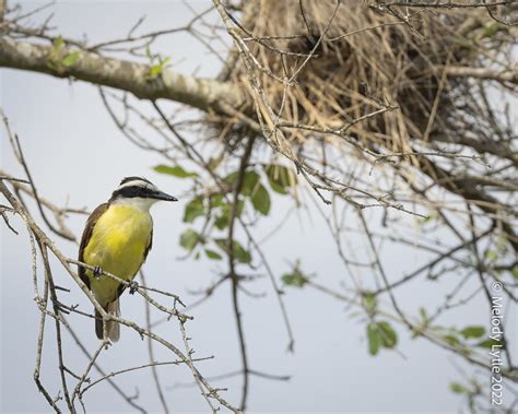 Great Kiskadee and nest | Pitangus sulphuratus, Bentsen-Rio … | Flickr