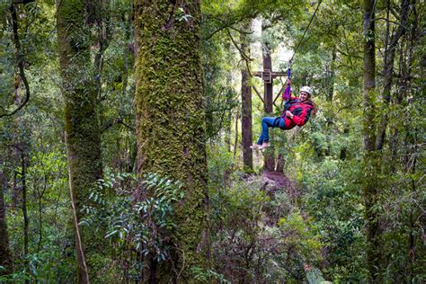 Rotorua Zipline Canopy Adventure Eco ForestTours 2019