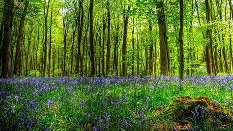 forest, Tree, Landscape, Nature Wallpapers HD / Desktop and Mobile Backgrounds