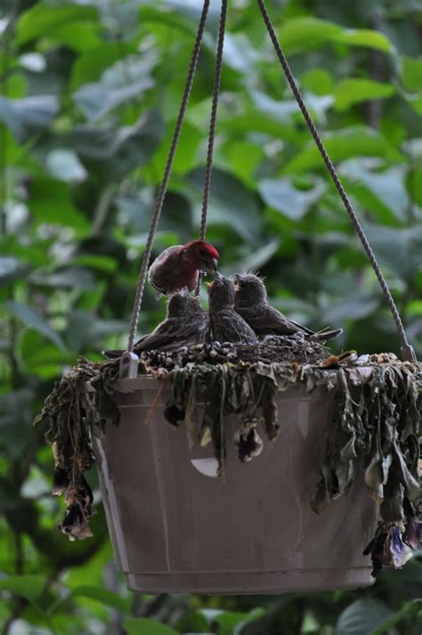 Superoceras: Backyard Ornithology: House finch breeding